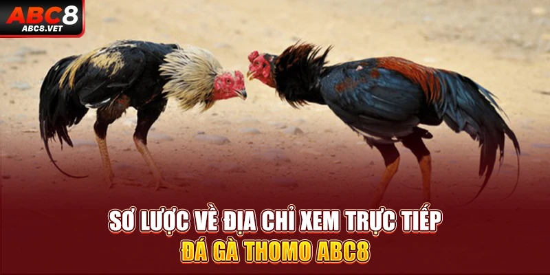 Sơ lược về địa chỉ xem trực tiếp đá gà Thomo ABC8 