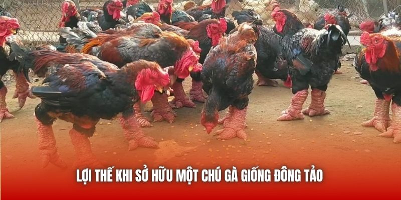 Lợi thế khi sở hữu một chú gà giống Đông Tảo