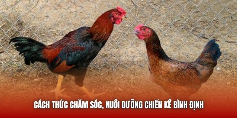 Cách thức chăm sóc, nuôi dưỡng chiến kê Bình Định