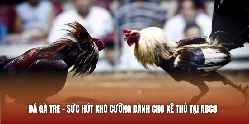 Đá Gà Tre | Sức Hút Khó Cưỡng Dành Cho Kê Thủ Tại ABC8