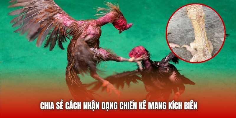 Chia sẻ cách nhận dạng chiến kê mang kích biên