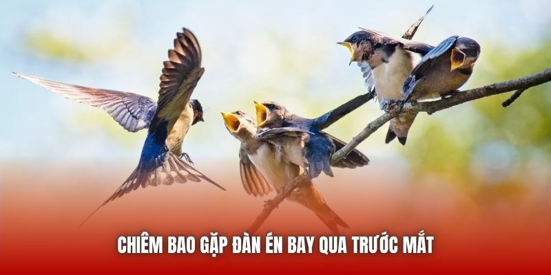Chiêm bao gặp đàn én bay qua trước mắt