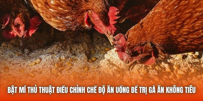 Bật mí thủ thuật điều chỉnh chế độ ăn uống để trị gà ăn không tiêu