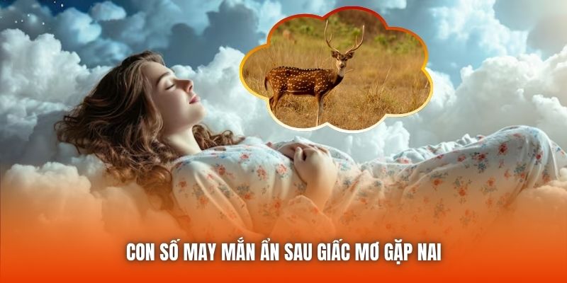 Con số may mắn ẩn sau giấc mơ gặp nai